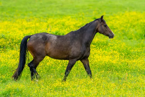 Fond d'écran Cheval 4K · animals · 3840×2560