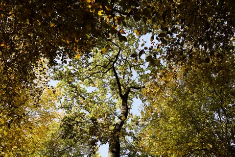 Fond d'écran Forêt d'automne 4K · nature · 3840×2560
