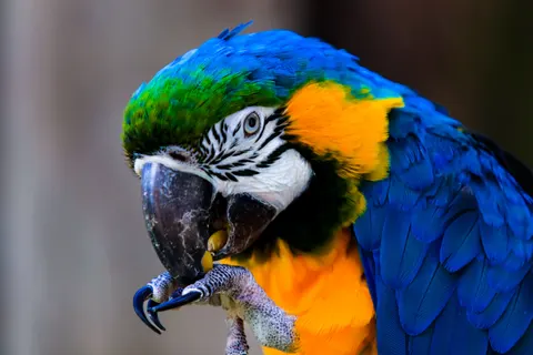 Ara 4K Hintergrundbild · animals · 3840×2560