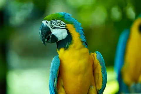 Sfondo Ara 4K · animals · 3840×2560