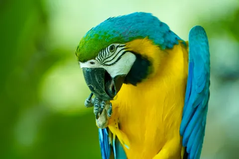 Fondo de pantalla Guacamayo 4K · animals · 3840×2560