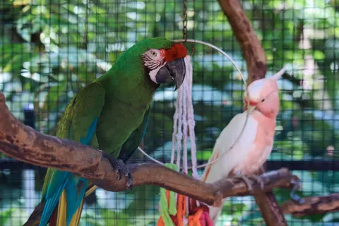 Fondo de pantalla Guacamayo 4K · animals · 3840×2560