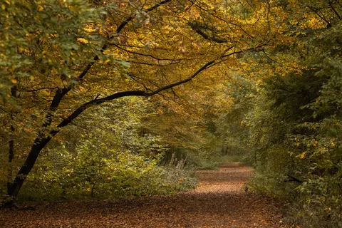 Fondo de pantalla Bosque de otoño 4K · nature · 3840×2561