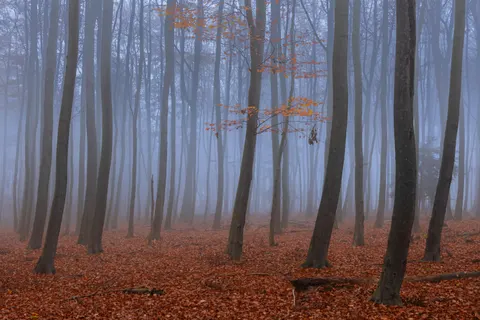 Foggy Forest 4K Wallpaper · nature · 3840×2560