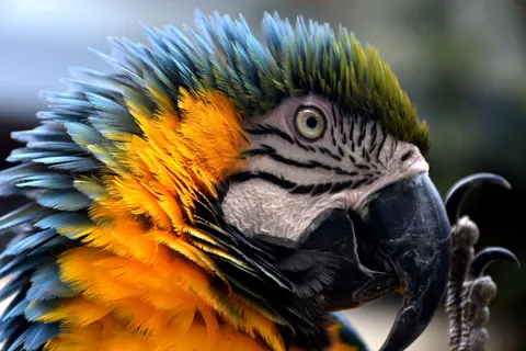 والپیپر طوطی ماکائو با کیفیت 4K · animals · 3840×2560