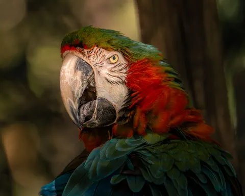 خلفية ببغاء الآرا بدقة 4K · animals · 3840×3072