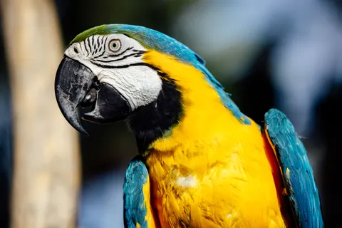 Обои Ара 4K · animals · 3840×2561
