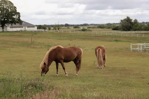 Fondo de pantalla Caballo 4K · animals · 3840×2559
