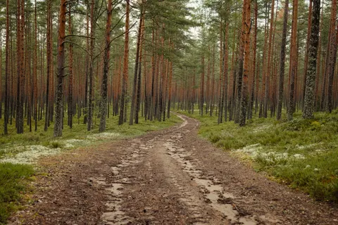 Herbstwald 4K Hintergrundbild · nature · 3840×2560