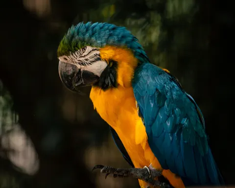 Ara 4K Hintergrundbild · animals · 3840×3072