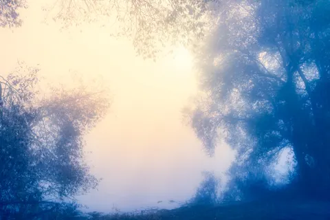 Fond d'écran Forêt brumeuse 4K · nature · 3840×2560