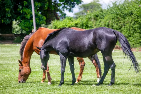 Horse 4K Wallpaper · animals · 3840×2560