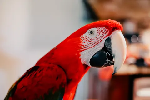 Ara Papağanı 4K Duvar Kağıdı · animals · 3840×2560