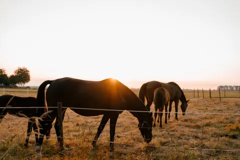 Pferd 4K Hintergrundbild · animals · 3840×2560