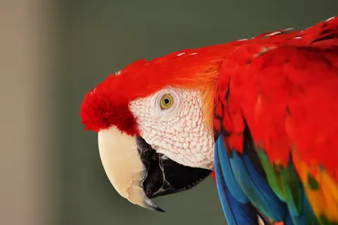 Fondo de pantalla Guacamayo 4K · animals · 3840×2560