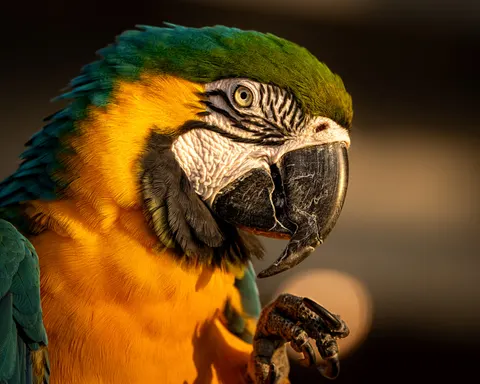 Ara 4K Hintergrundbild · animals · 3840×3072