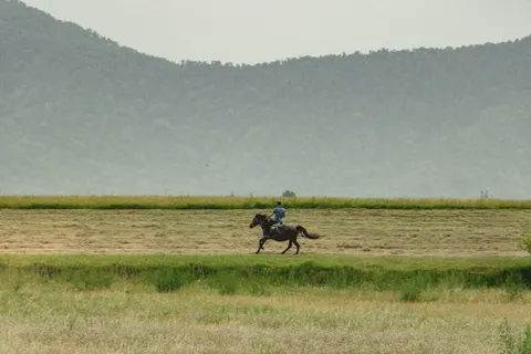 Fondo de pantalla Caballo 4K · animals · 3840×2560