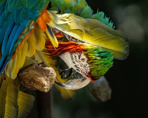 والپیپر طوطی ماکائو با کیفیت 4K · animals · 3840×3072