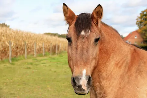Horse 4K Wallpaper · animals · 3840×2560