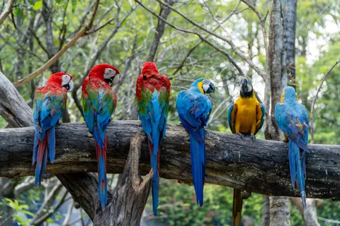 Macaw 4K Wallpaper · animals · 3840×2560
