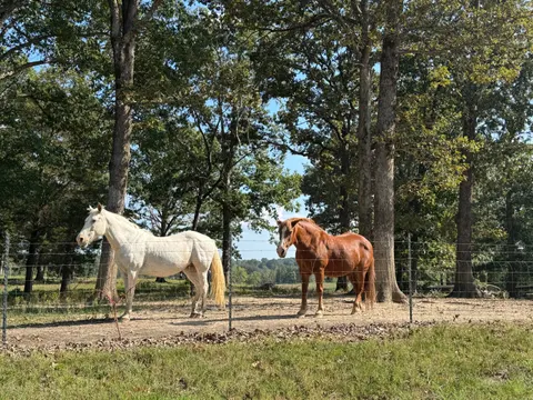 خلفية حصان بدقة 4K · animals · 3840×2880