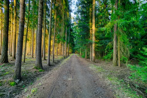 Herbstwald 4K Hintergrundbild · nature · 3840×2560