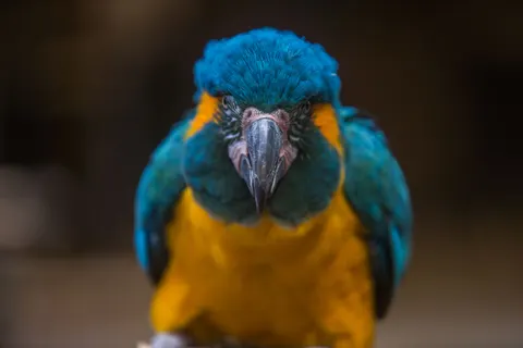 Fondo de pantalla Guacamayo 4K · animals · 3840×2560