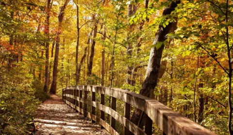 Fondo de pantalla Bosque de otoño 4K · nature · 3840×2227