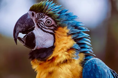 Обои Ара 4K · animals · 3840×2560
