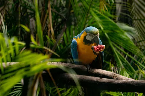 خلفية ببغاء الآرا بدقة 4K · animals · 3840×2560