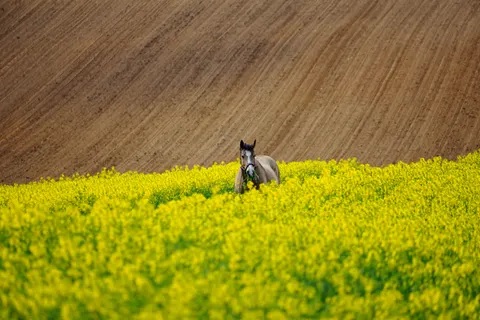 Pferd 4K Hintergrundbild · animals · 3840×2560