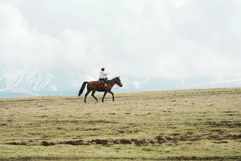 Fond d'écran Cheval 4K · animals · 3840×2560