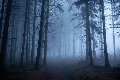 Fondo de pantalla Bosque con niebla 4K · nature · 3840×2560