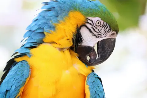 Sfondo Ara 4K · animals · 3840×2560