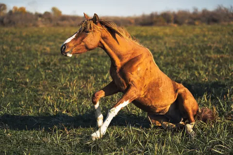 Fond d'écran Cheval 4K · animals · 3840×2560