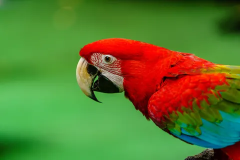 Ara 4K Hintergrundbild · animals · 3840×2560