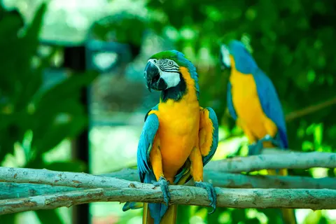मकाओ तोता 4K वॉलपेपर · animals · 3840×2560