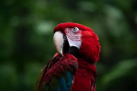 Fondo de pantalla Guacamayo 4K · animals · 3840×2555
