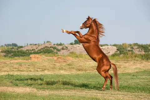 Fondo de pantalla Caballo 4K · animals · 3840×2563