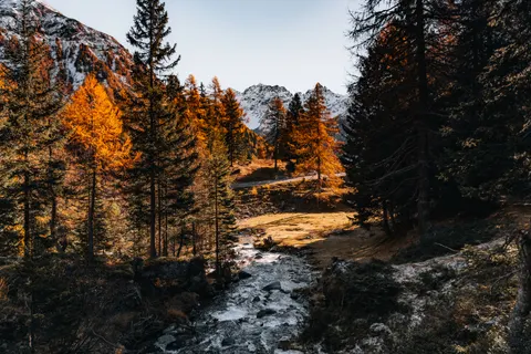 Fondo de pantalla Bosque de otoño 4K · nature · 3840×2560