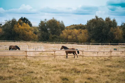Pferd 4K Hintergrundbild · animals · 3840×2560