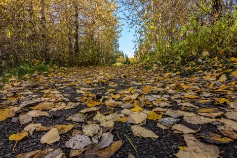 Herbstwald 4K Hintergrundbild · nature · 3840×2560