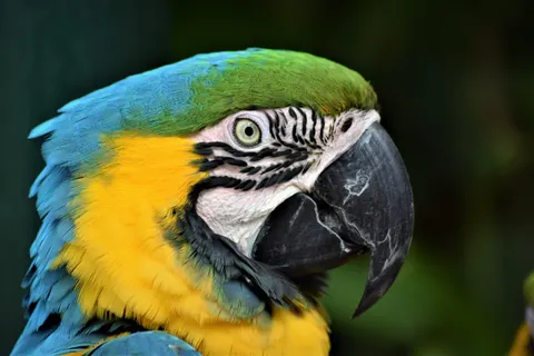 Fondo de pantalla Guacamayo 4K · animals · 3840×2560