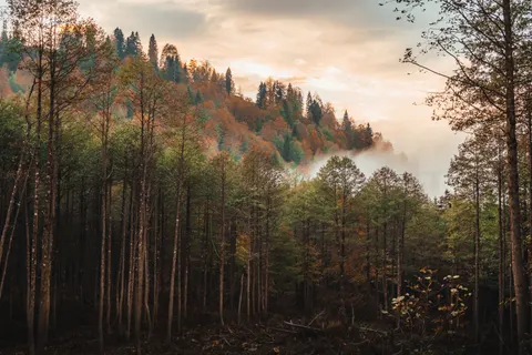 안개 낀 숲 4K 배경화면 · nature · 3840×2560