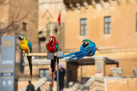 Fondo de pantalla Guacamayo 4K · animals · 3840×2560