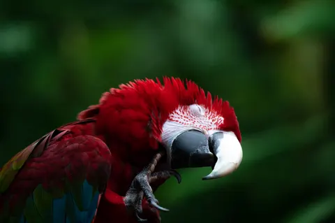 मकाओ तोता 4K वॉलपेपर · animals · 3840×2555