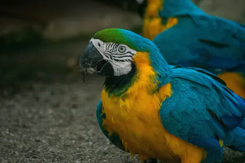 मकाओ तोता 4K वॉलपेपर · animals · 3840×2560