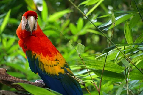 والپیپر طوطی ماکائو با کیفیت 4K · animals · 3840×2560