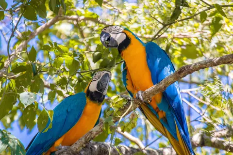 والپیپر طوطی ماکائو با کیفیت 4K · animals · 3840×2560