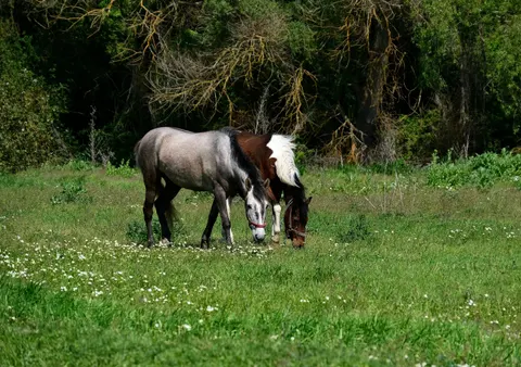 Fond d'écran Cheval 4K · animals · 3840×2701